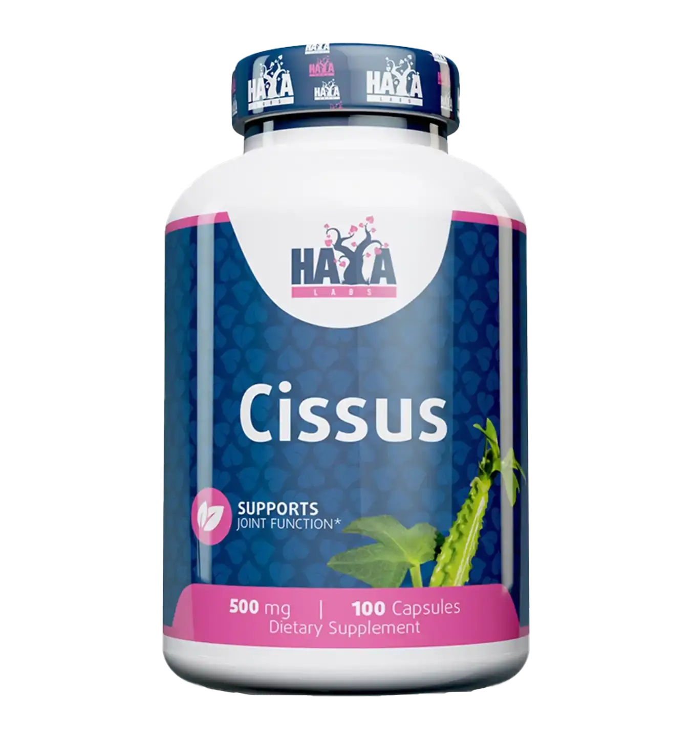 Cissus